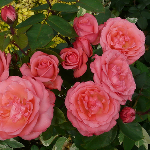 Płatki różowe, a obrzeża ciemniejsza czerwień - róża wielkokwiatowa - Hybrid Tea